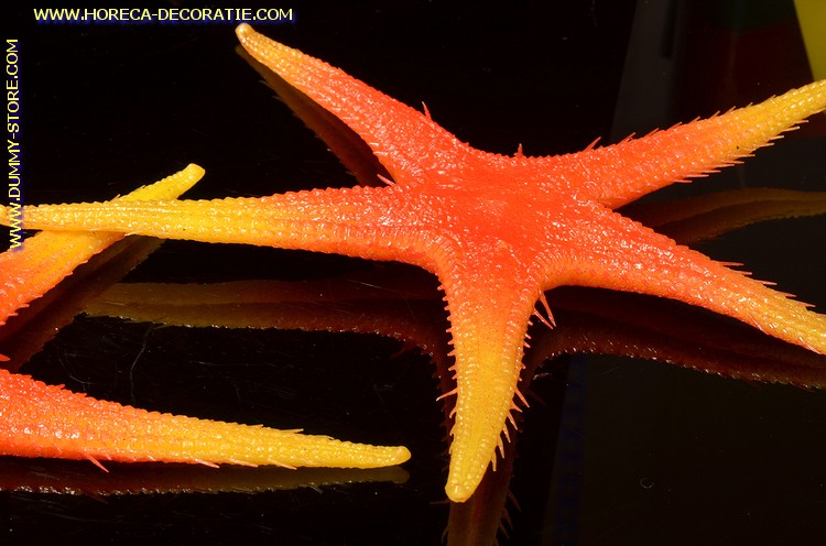 Zeester, 2 stuks - Ø 300 mm - vis dummy