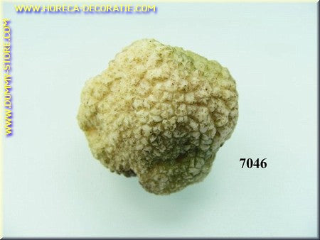 Kleine Witte truffel - 3x4 cm namaak dummy