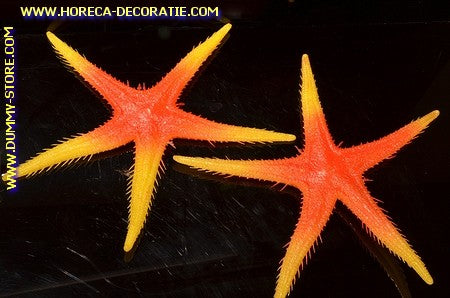 Zeester, 2 stuks - Ø 300 mm - vis dummy